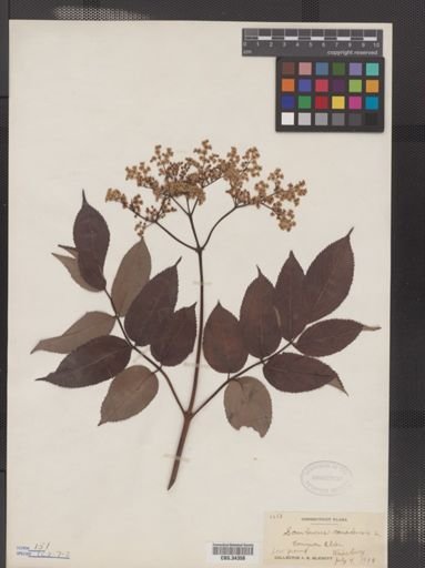 Sambucus canadensis