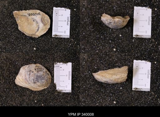 Ostrea soleniscus