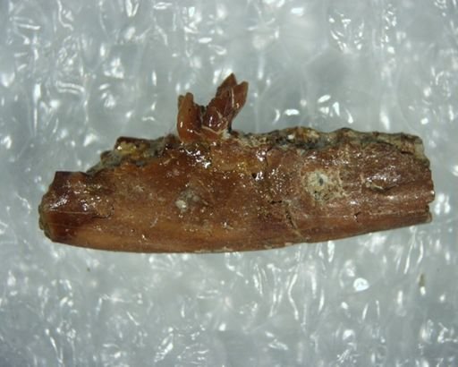 Diacodon