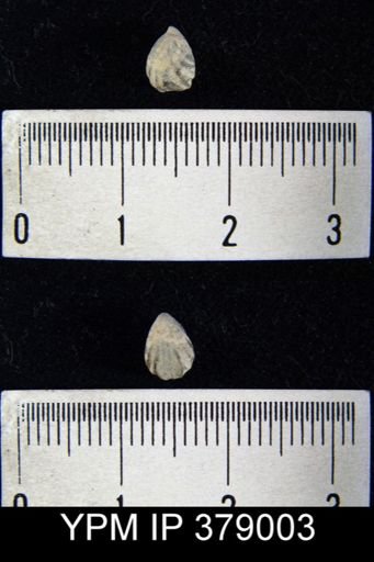 Camarotoechia sp.