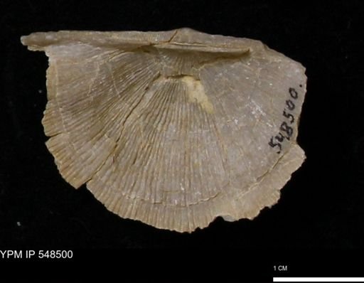 Stropheodonta callawayensis
