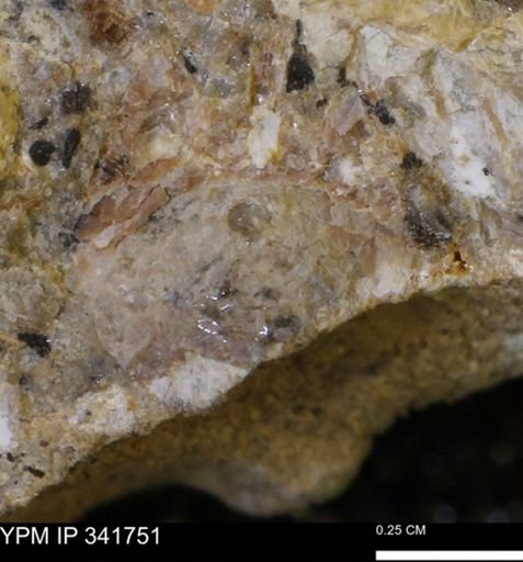 Scaphites sp.