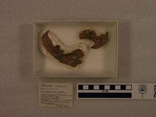 Hyaenodontidae