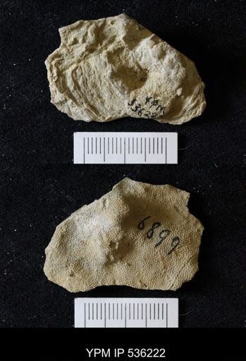 undet. Bryozoa