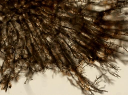 Axinellidae