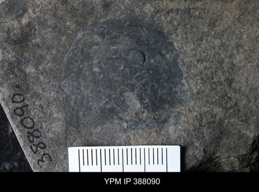 Erieopterus microphthalmus