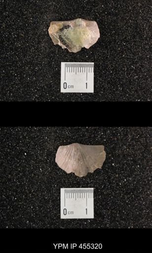 Platystrophia daytonensis