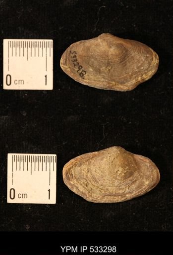 Athyris royssii