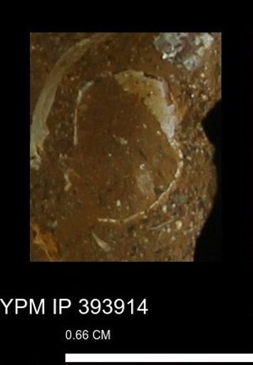 undet. Bivalvia