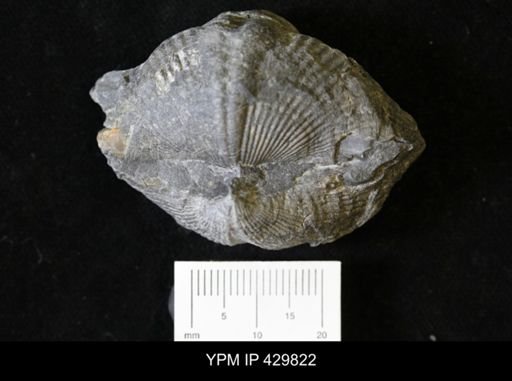 Spinocyrtia granulosa
