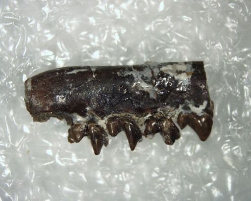 Bessoecetor pilodontus