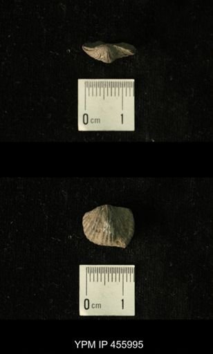 Platystrophia amoena