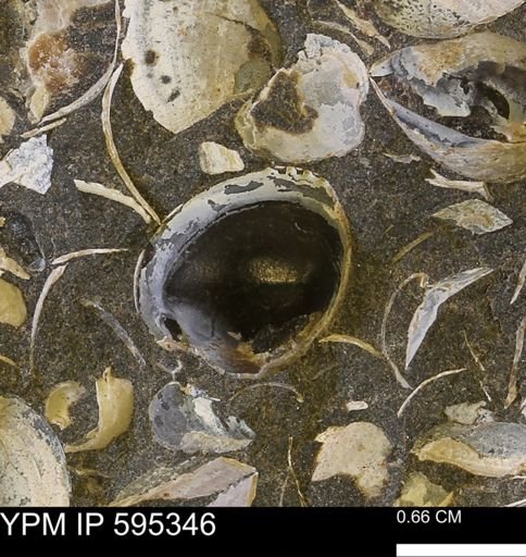 Protocardia sp.