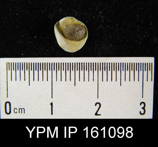 Dalmanella testudinaria