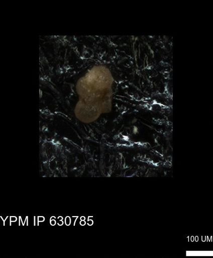 undet. Foraminiferida