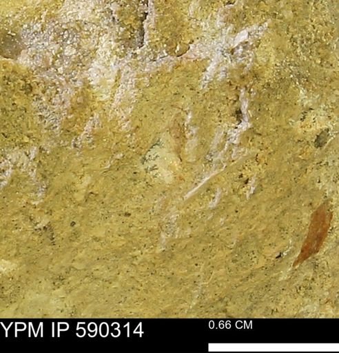undet. Mollusca