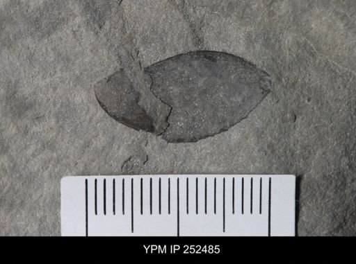 undet. Eurypterida