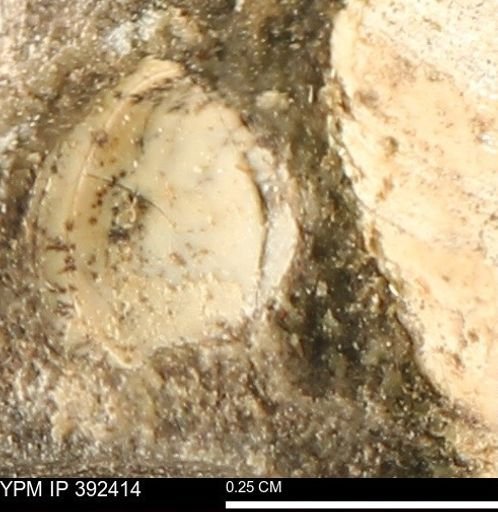 Protocardia subquadrata
