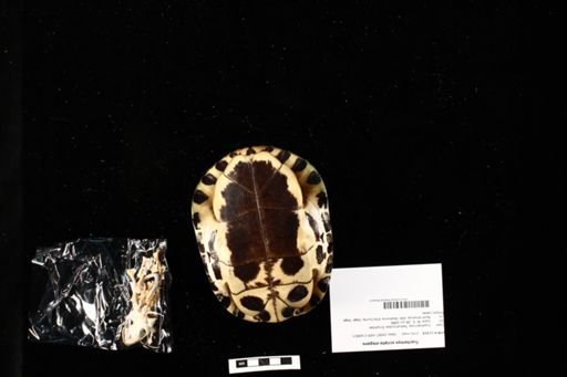 Trachemys scripta elegans
