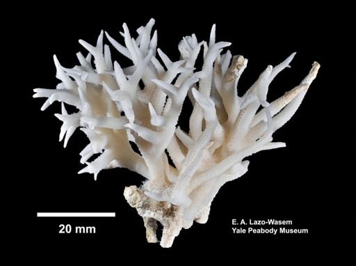 Seriatopora hystrix