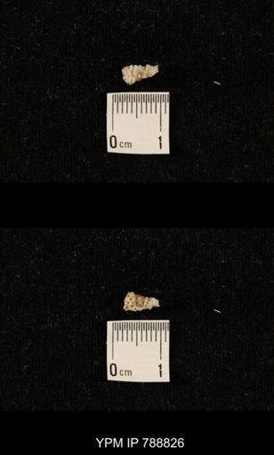 taxon undetermined
