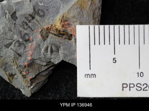 Ctenocephalus maltheus
