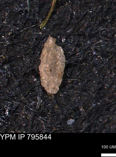Miliammina manitobensis