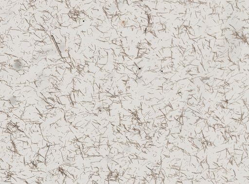 Amphimedon compressa