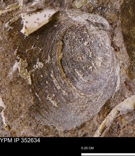 undet. Bivalvia