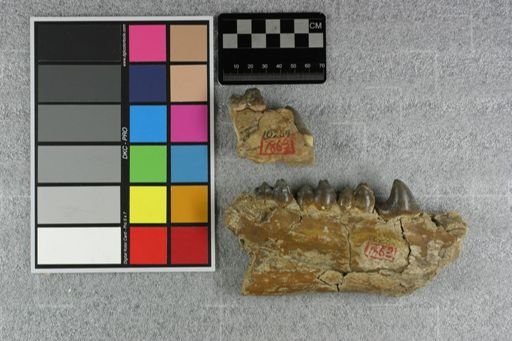 Archaeotherium marshi