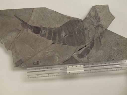 Eurypterus sp.