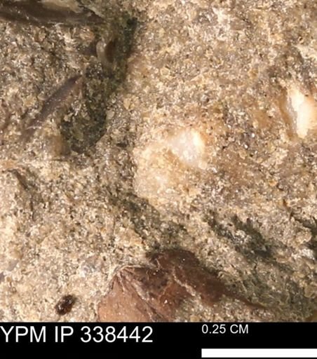 undet. Mollusca