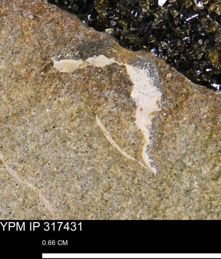 undet. Mollusca