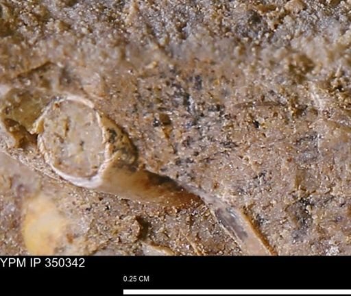 undet. Scaphopoda
