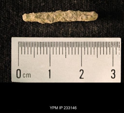 Archaeocidaris sp.