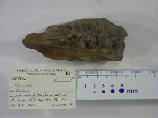 Rhinocerotidae