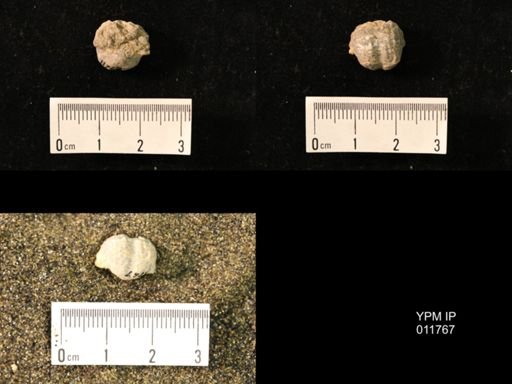Marginifera capaci