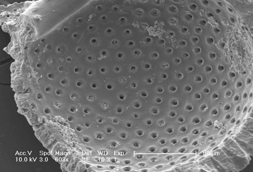Globigerinoides ruber