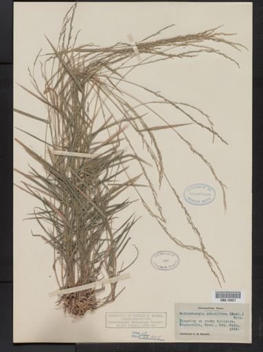 Muhlenbergia sobolifera