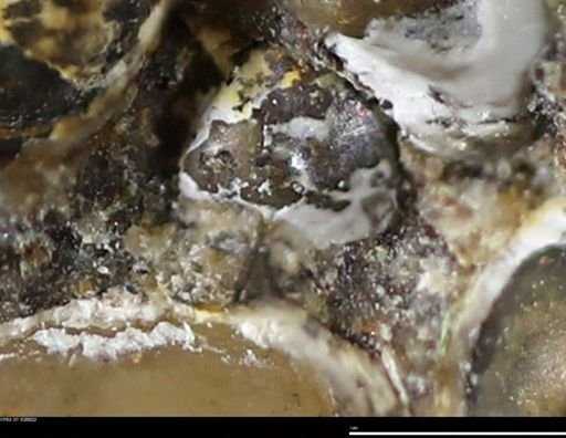 Corbulamella gregaria