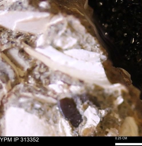 Corbicula sp.