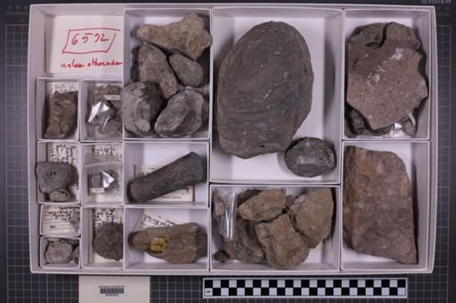 mixed taxa, stratigraphic collection
