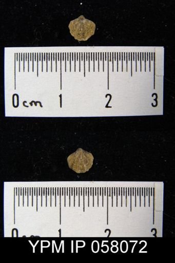 Atrypina imbricata