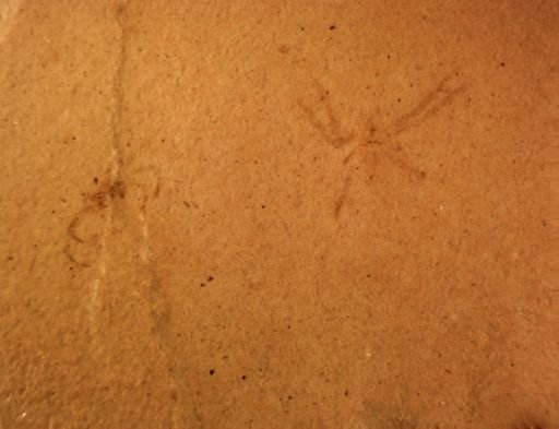 undet. Araneida