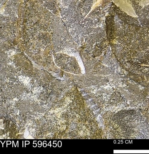 Protocardia?