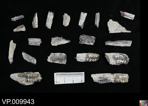 undet. Actinopterygii