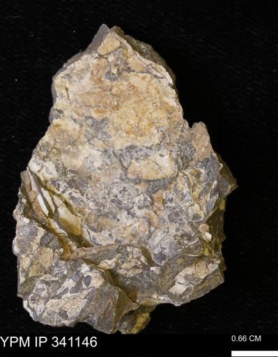 undet. Mollusca