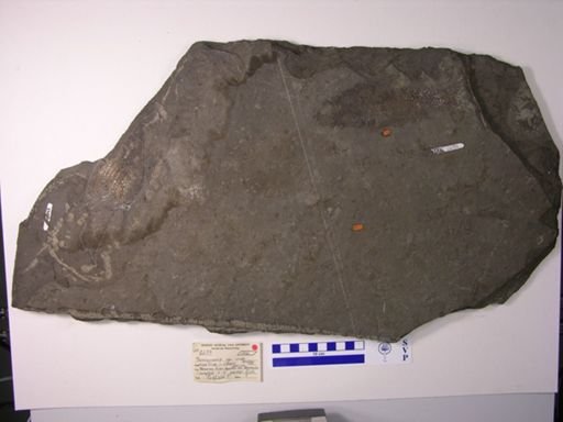 Semionotidae
