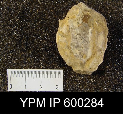 Productus cora