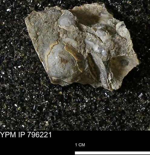 Spisula elliptica
